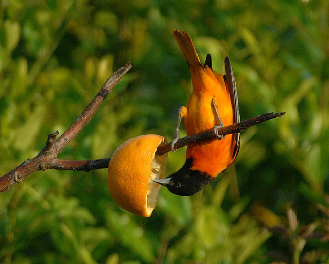 Oriole with bait