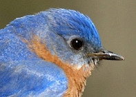 Eastern Bluebird