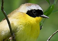 Common Yellow-throated Warbler