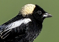 Bobolink