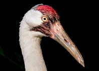 Whooping Crane