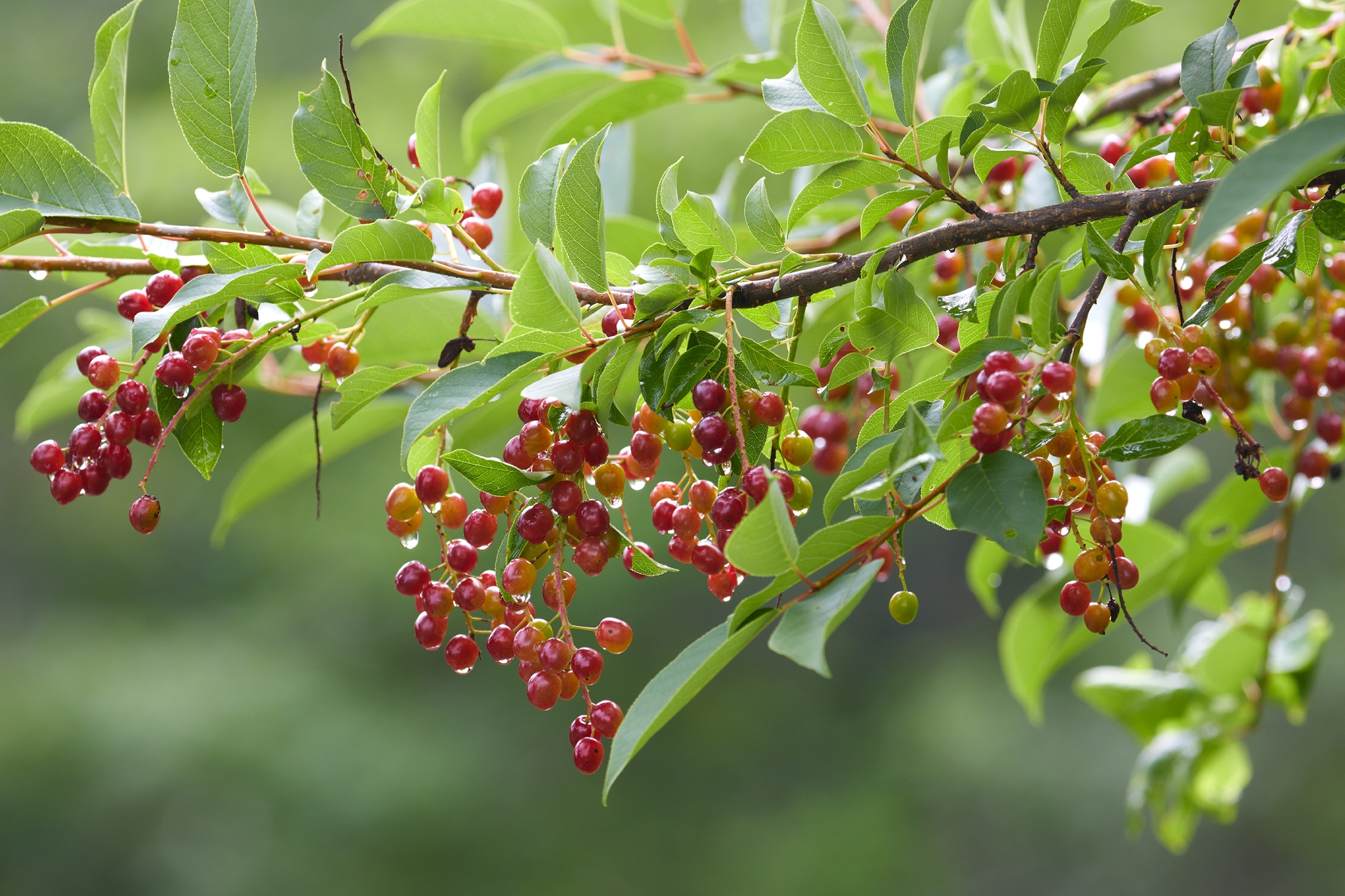 Choke Cherry