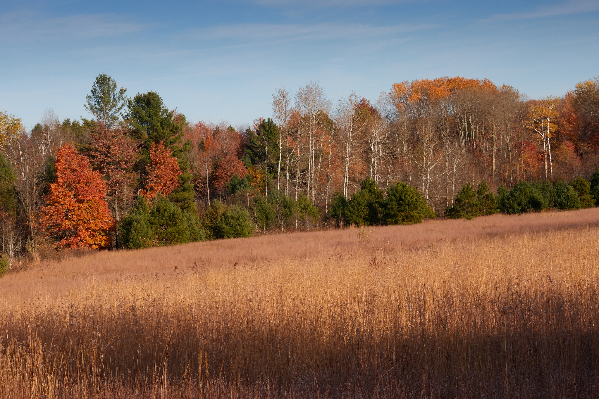 Autumn Scene
