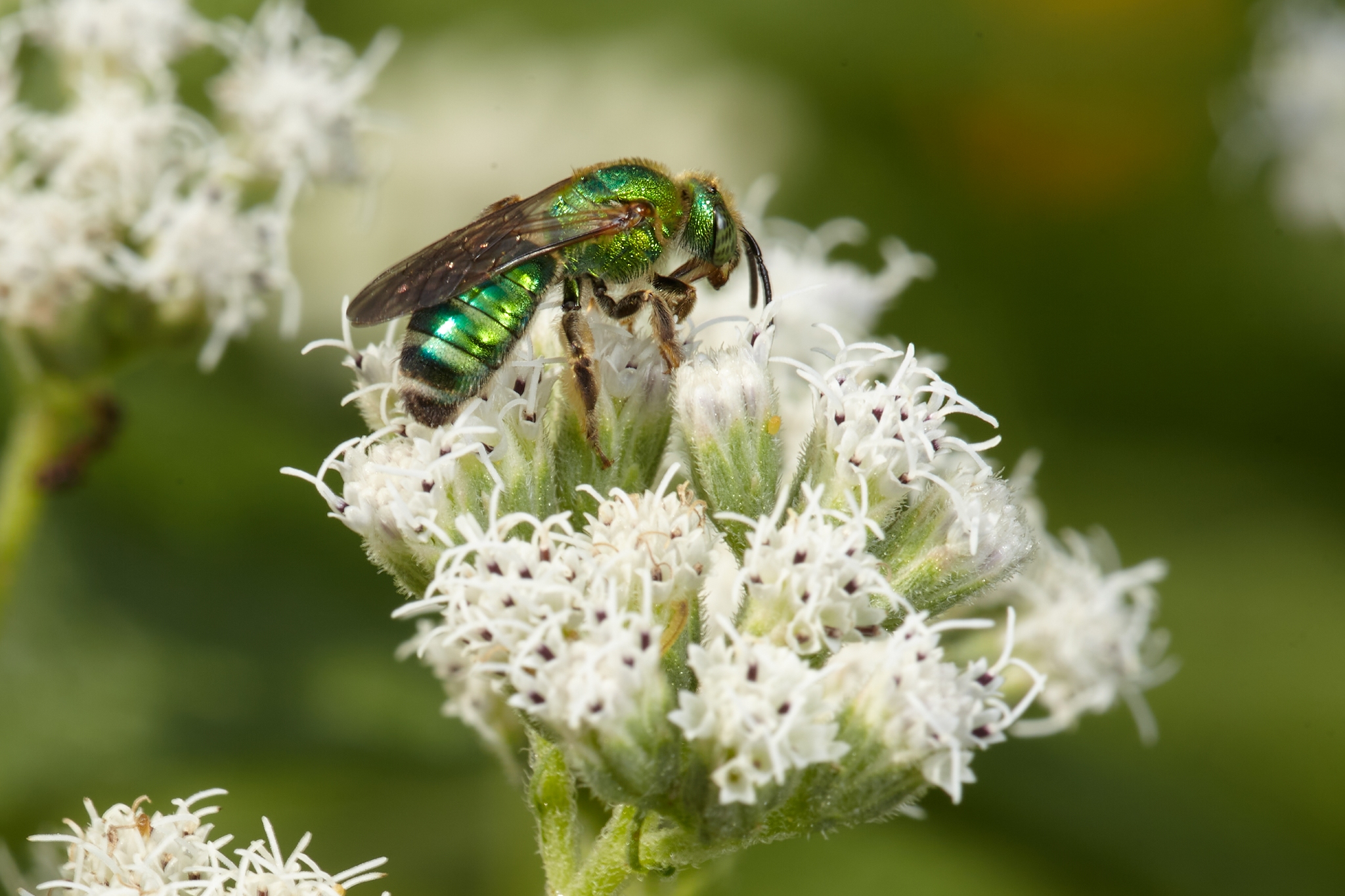 Boneset 1