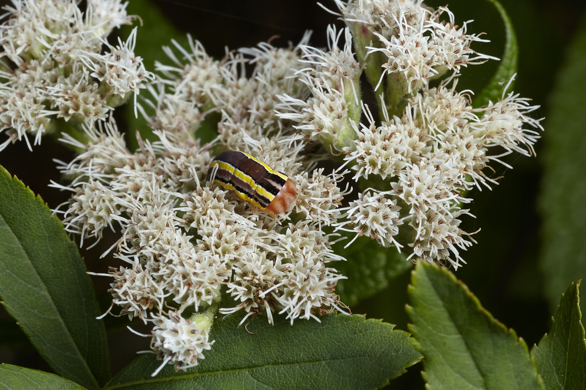 Snakeroot