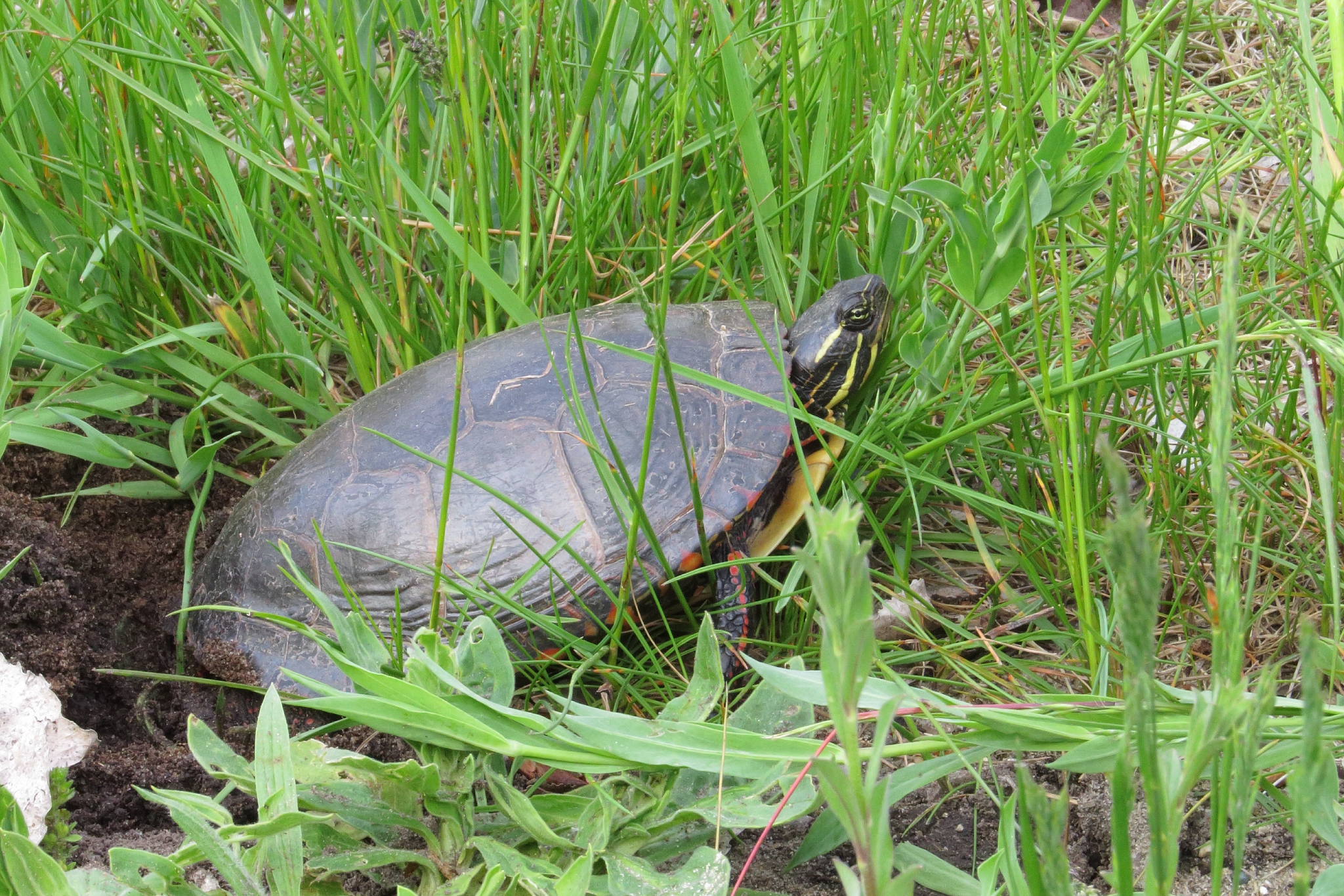 Painted Turtle