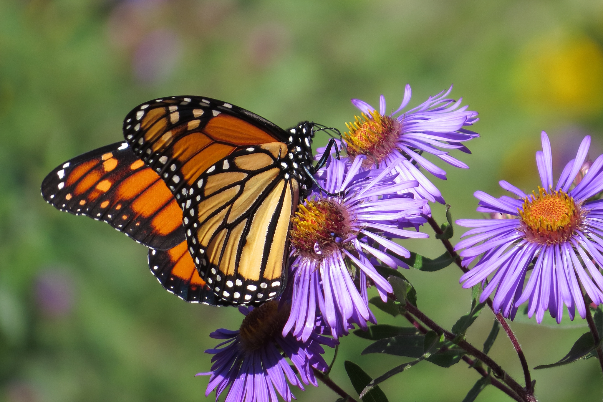 Monarch