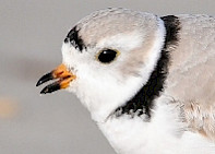 Piping Plover