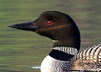 Common Loon