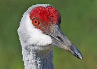 Sandhill Crane