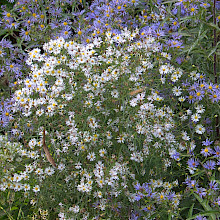 Kathie Albright and Mike Berst