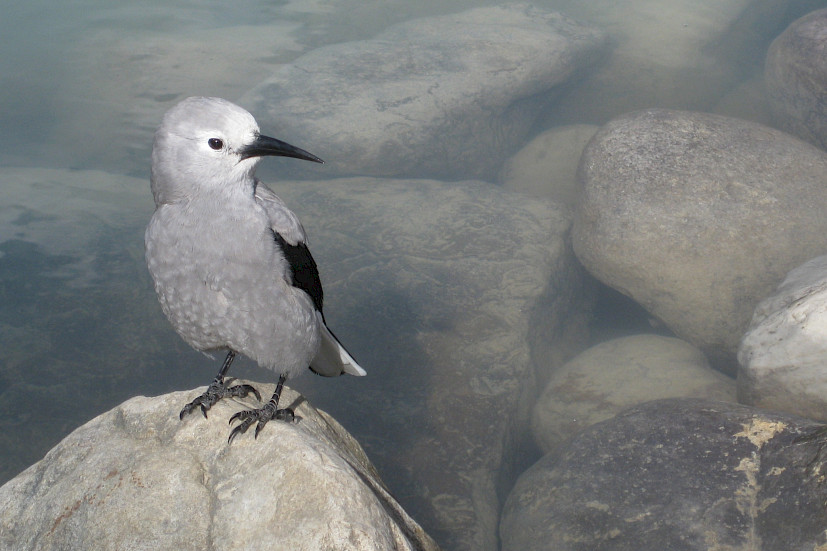 Clark’s Nutcracker