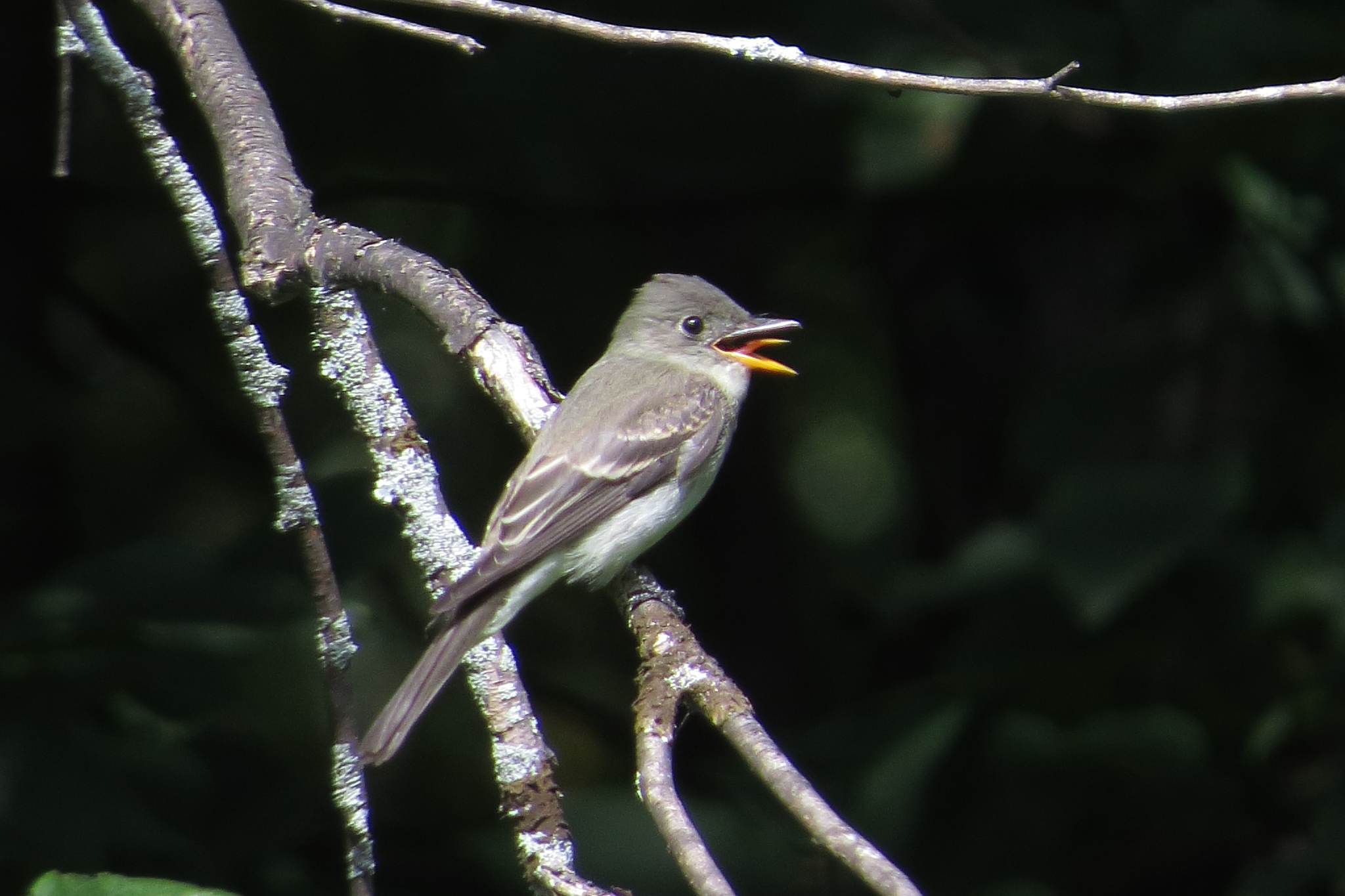 Eastern Phoebe