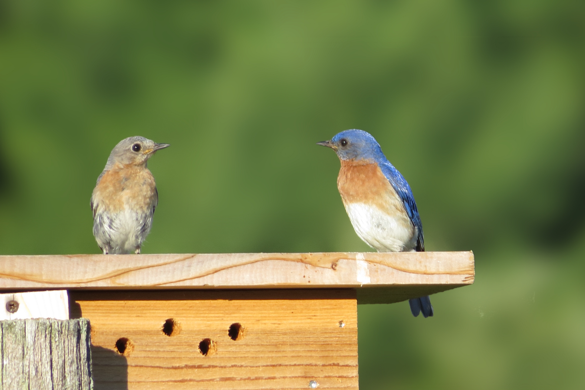 Bluebird Pair