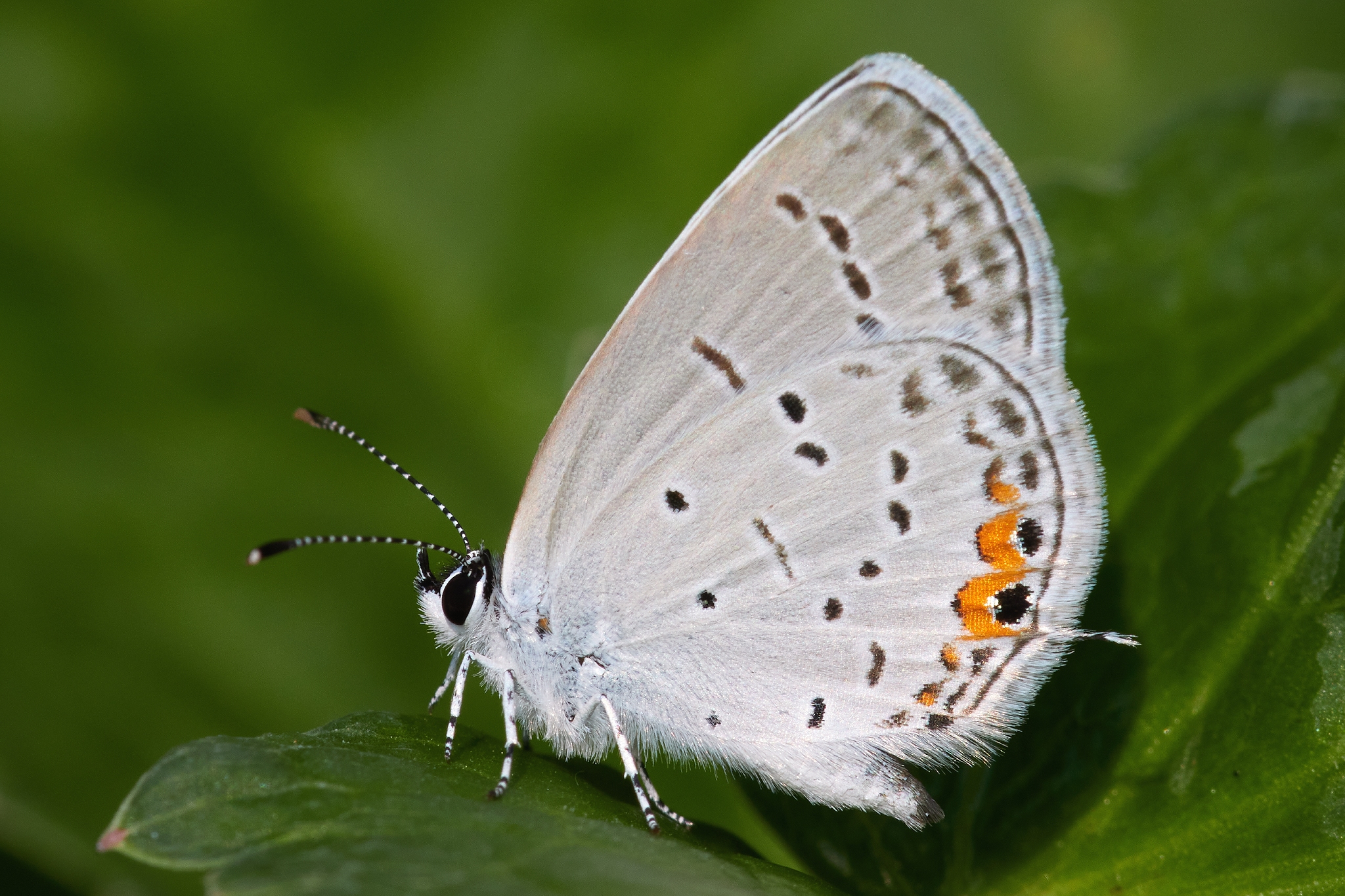 Eastern Tailed Blue 2