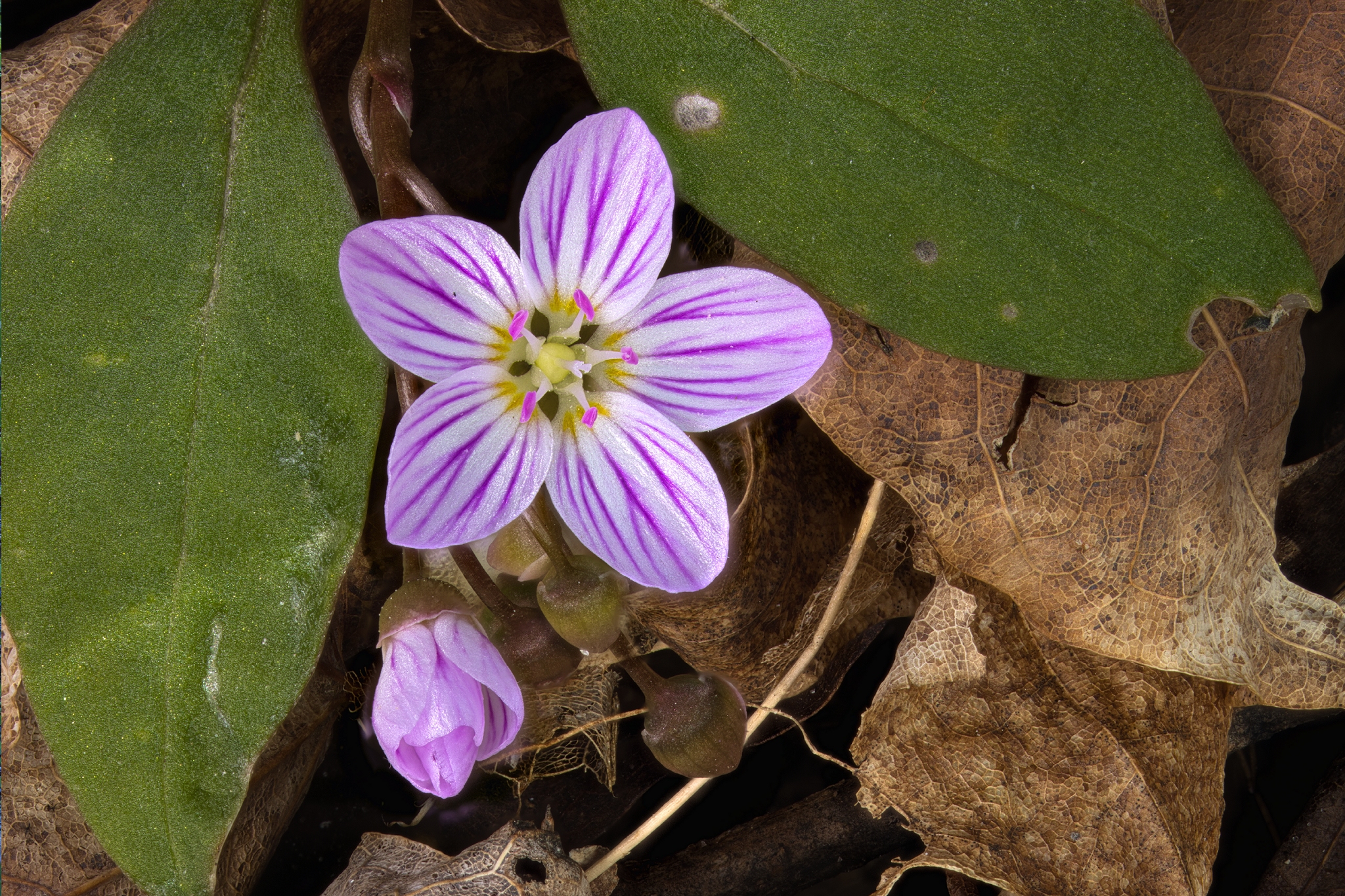 Carolina spring-beauty