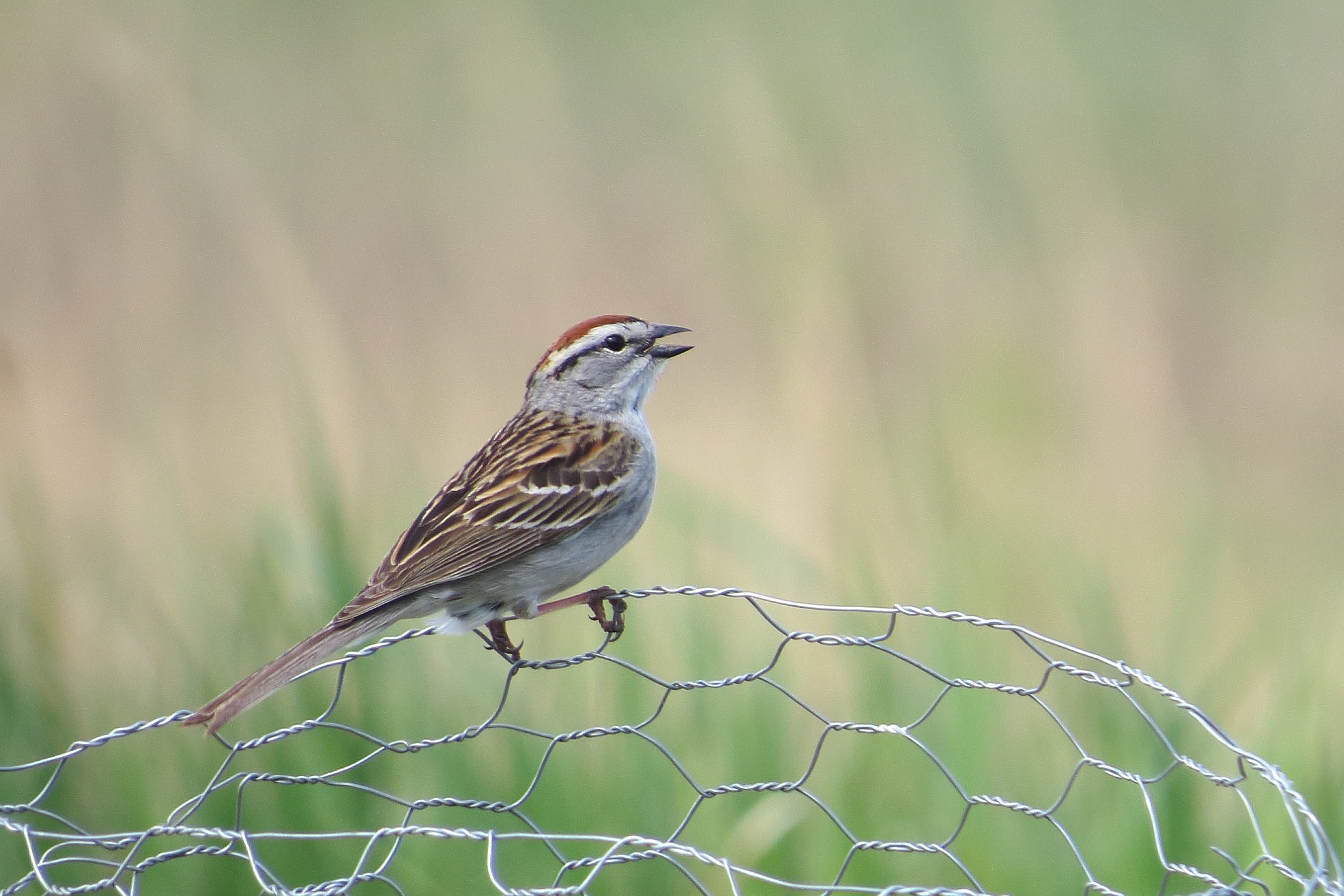 Chipping Sparrow