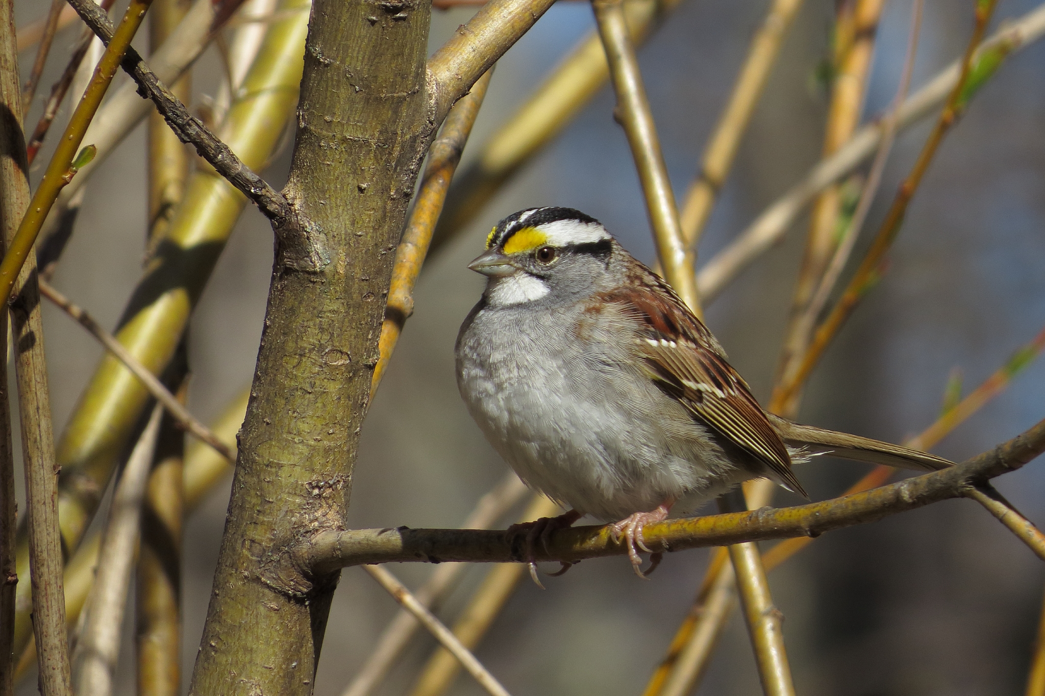 White-throated Sparrow